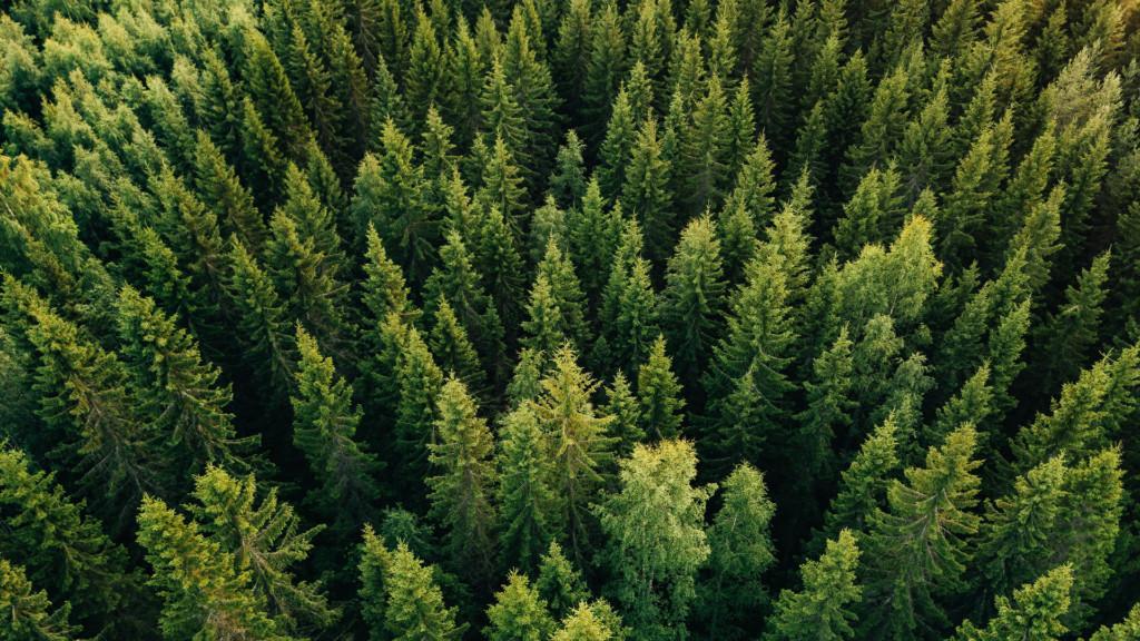 Conifer – metsäsijoittamisen kumppani